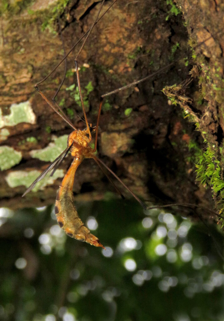 Large Crane Flies