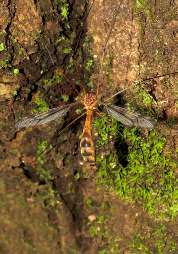 Large Crane Flies