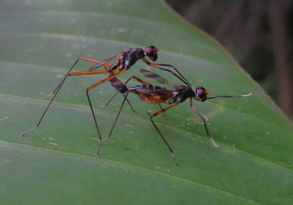 Lalat Berkaki Panjang