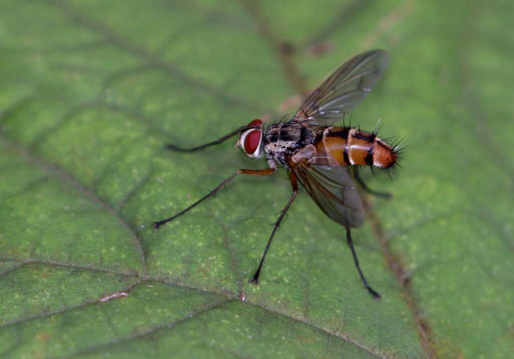 Tachinid Flies