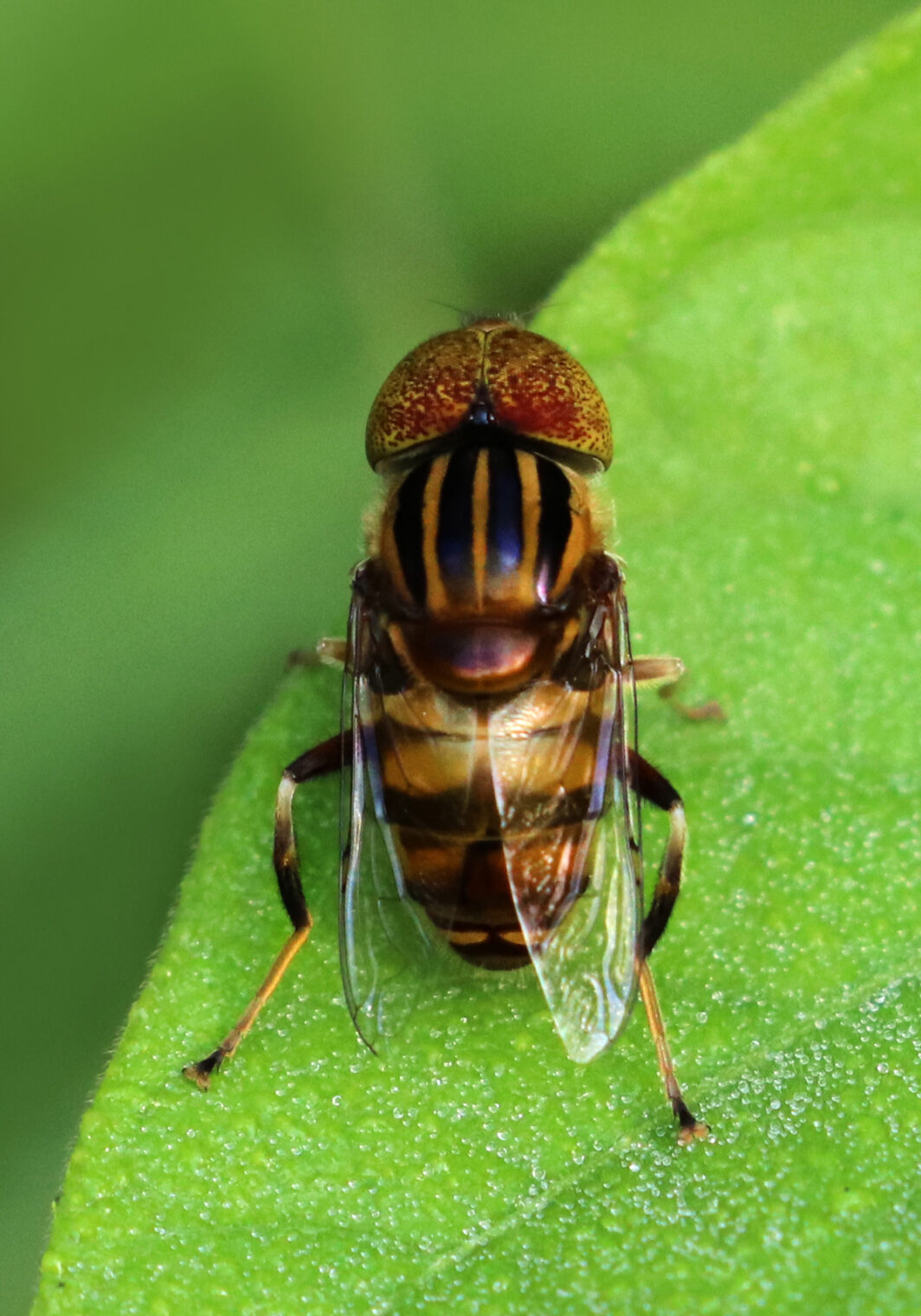 Fly Genus Lagoon Flies (Genus Eristalinus) – Bali Wildlife