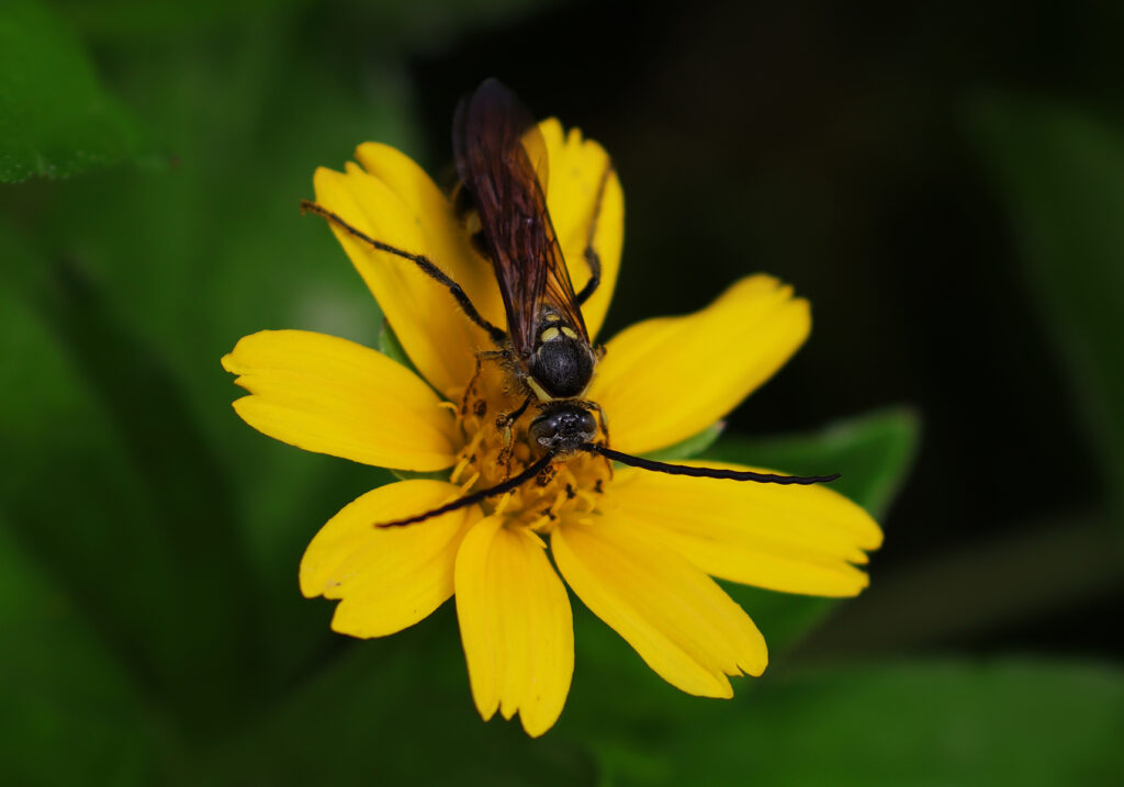 Scoliid Wasps (Family Scoliidae)