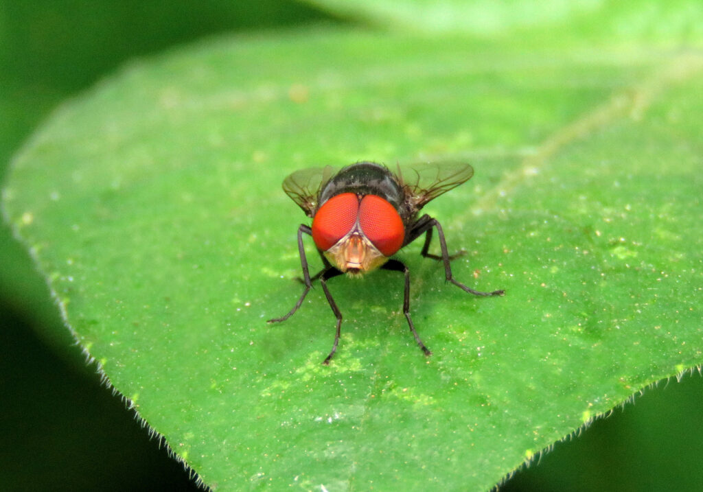 Lalat Hijau (Famili Calliphoridae)