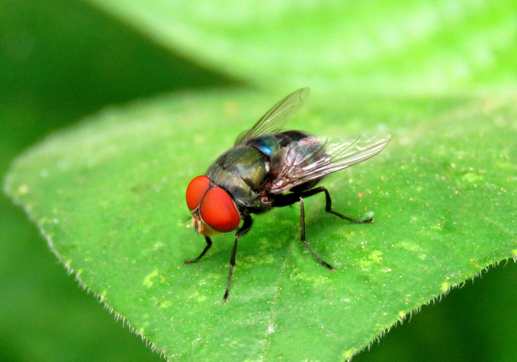 Lalat Hijau (Famili Calliphoridae)