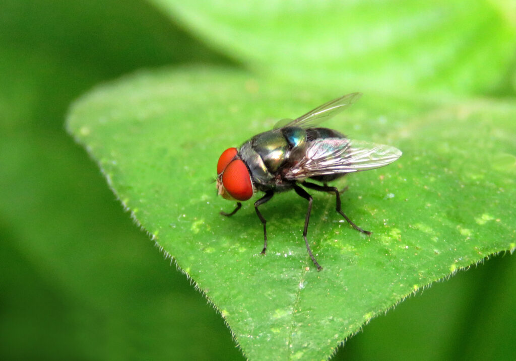 Lalat Hijau (Famili Calliphoridae)
