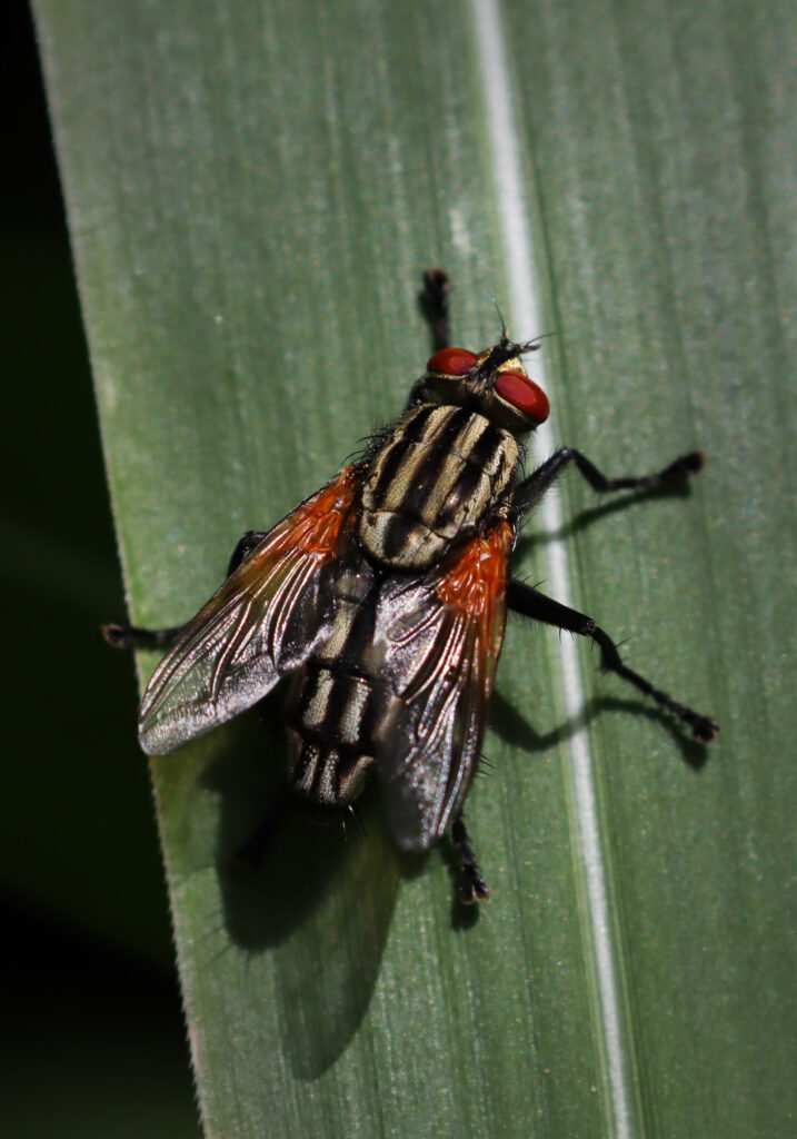 House Flies and Allies