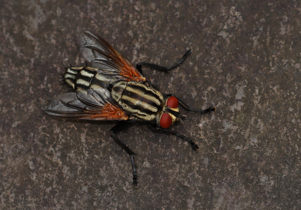 House Flies and Allies