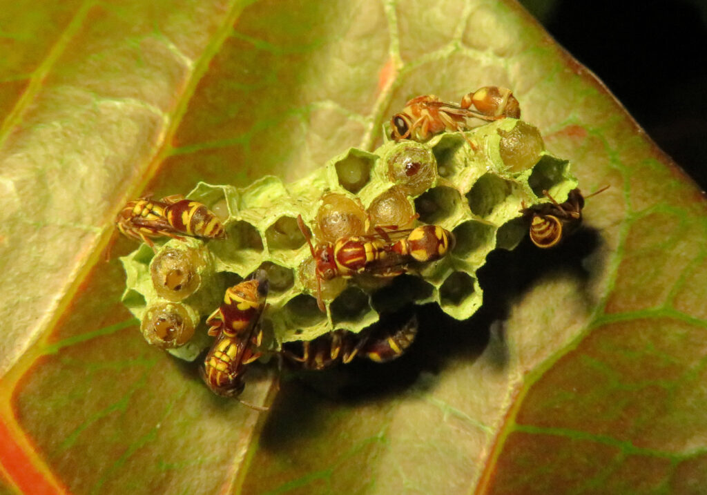 Small Paper Wasps (Genus Ropalidia)