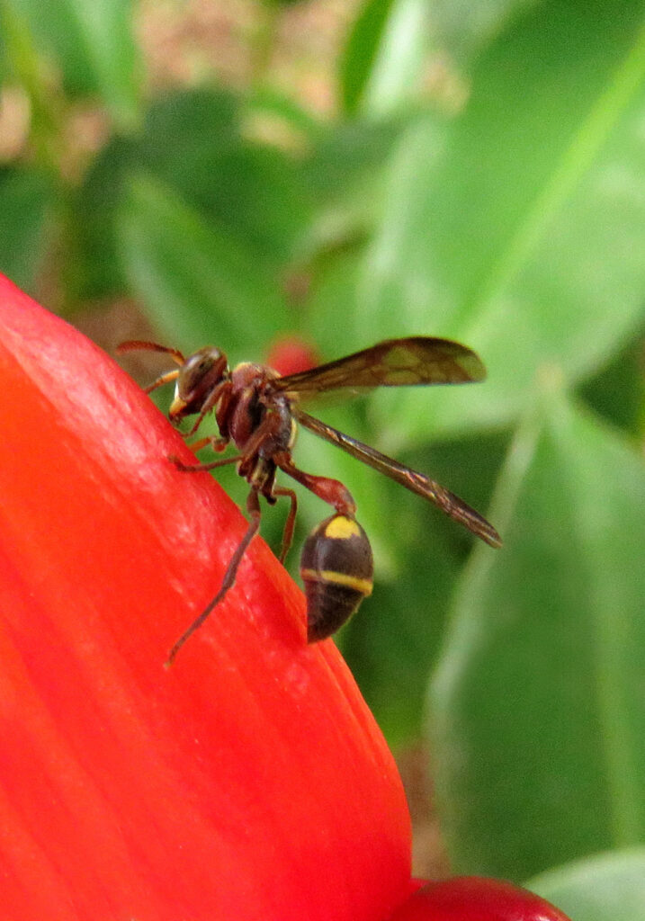 Small Paper Wasps (Genus Ropalidia)