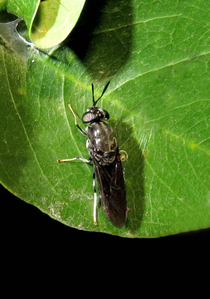 Genus Hermetia