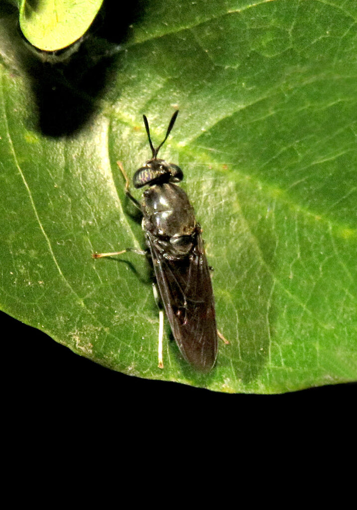 Genus Hermetia