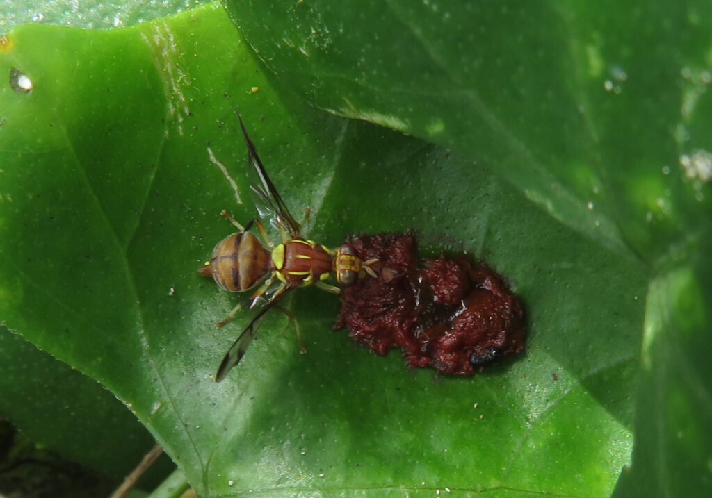 Cucurbit Fruit Flies