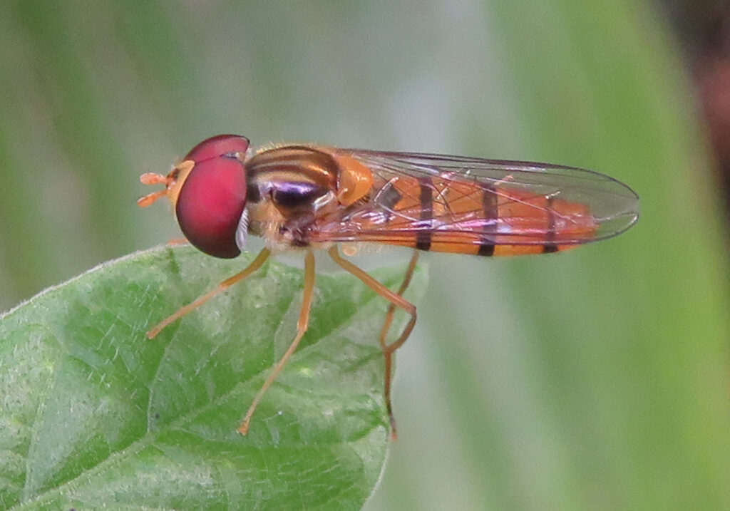 Typical Hover Flies