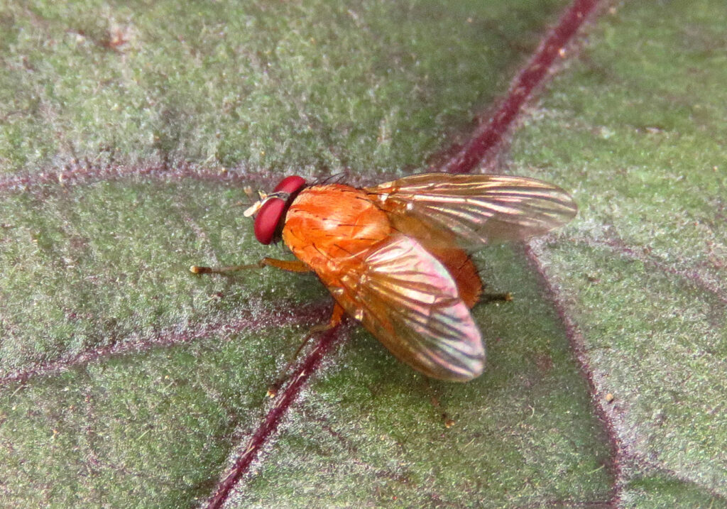 Family Lauxaniidae