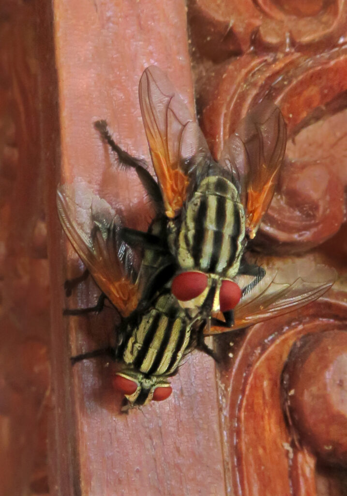 Flesh Flies and Satellite Flies