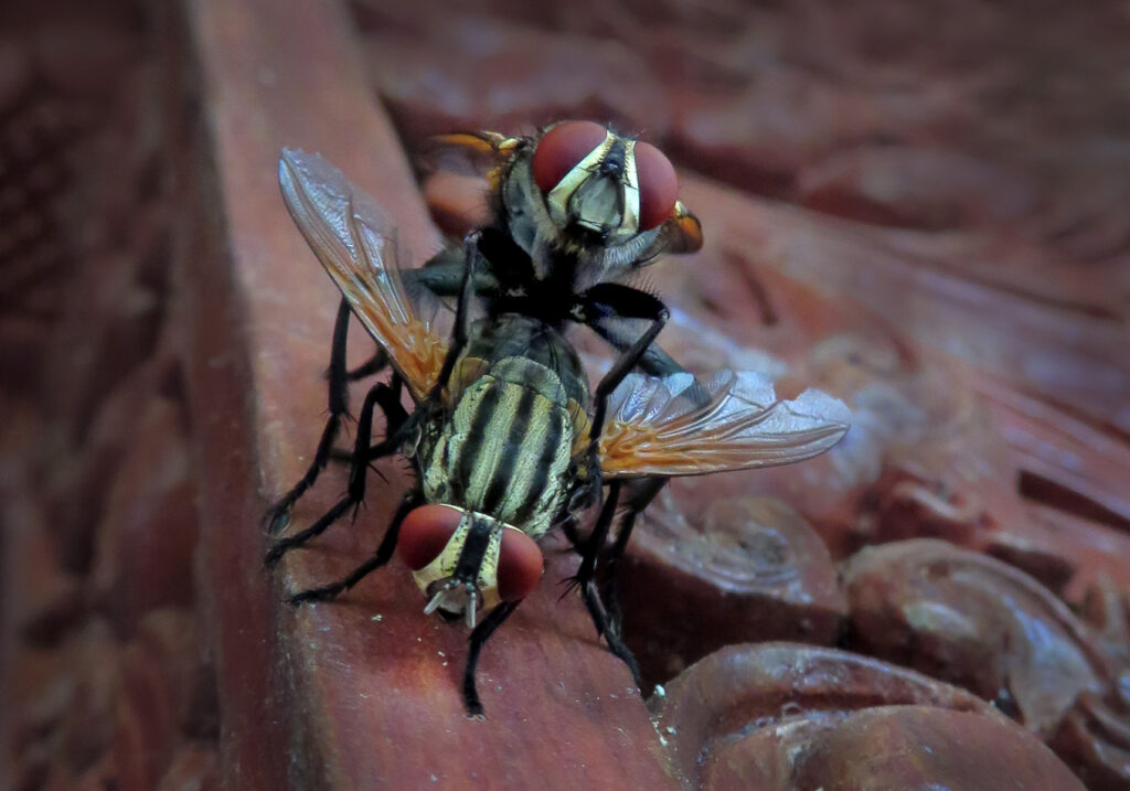 Flesh Flies and Satellite Flies