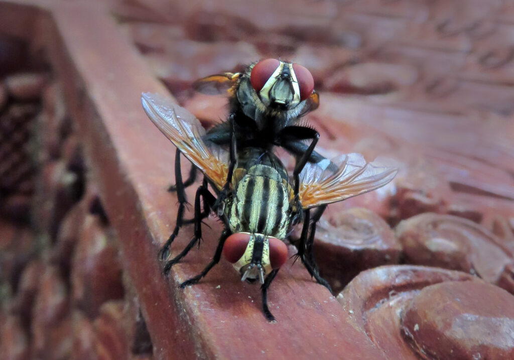 Flesh Flies and Satellite Flies
