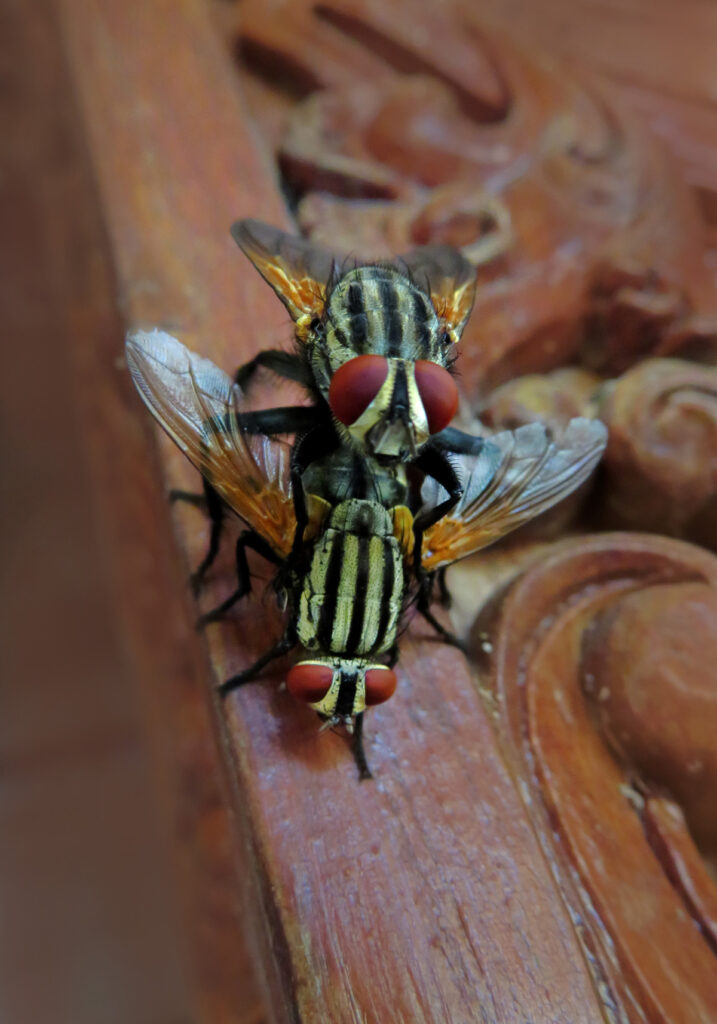 Flesh Flies and Satellite Flies