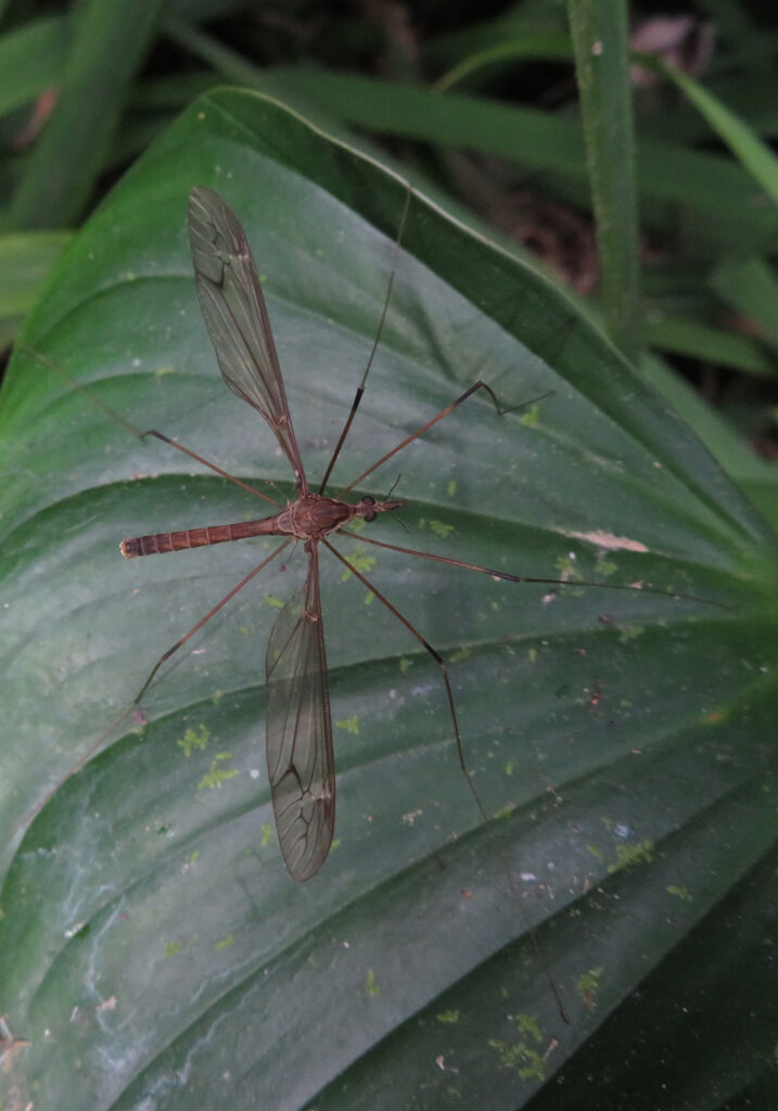 Large Crane Flies