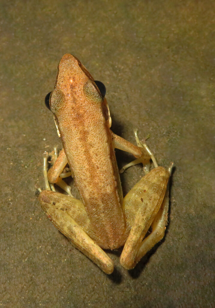 Typical Frogs