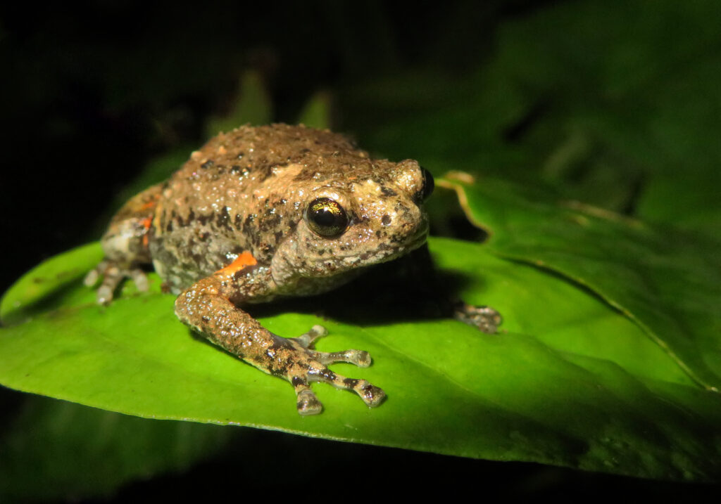 Asian Narrowmouth Frogs