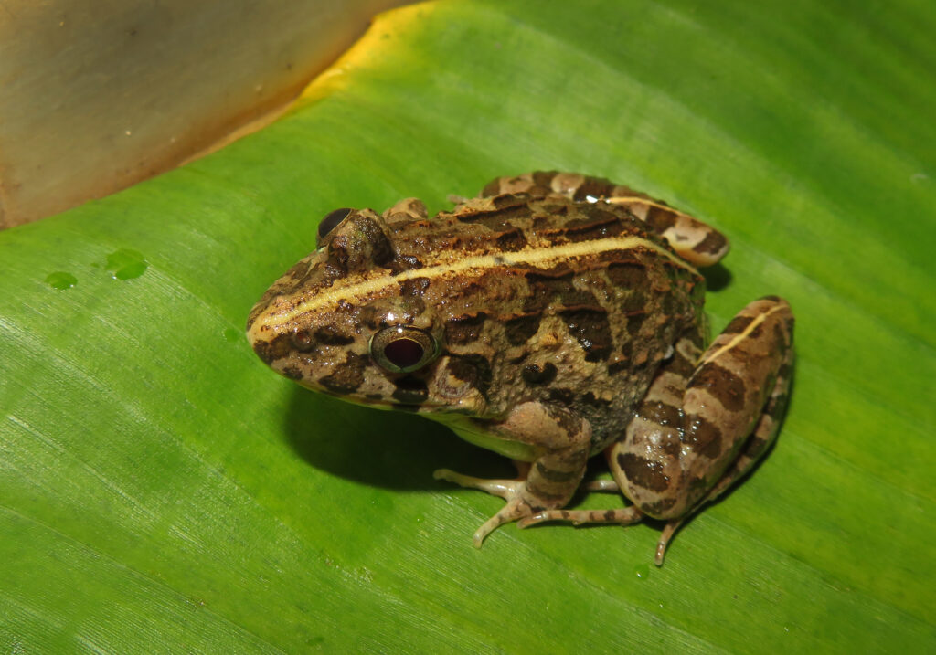Genus Fejervarya