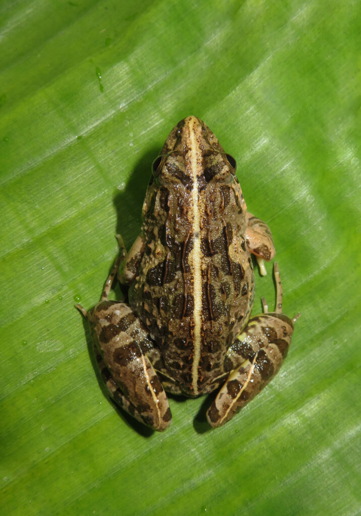 Genus Fejervarya