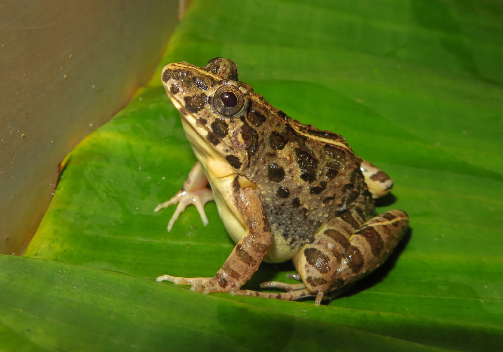 Genus Fejervarya