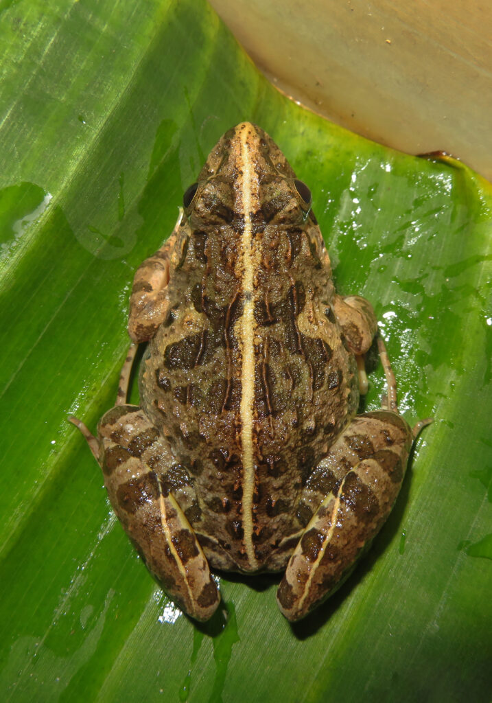 Genus Fejervarya