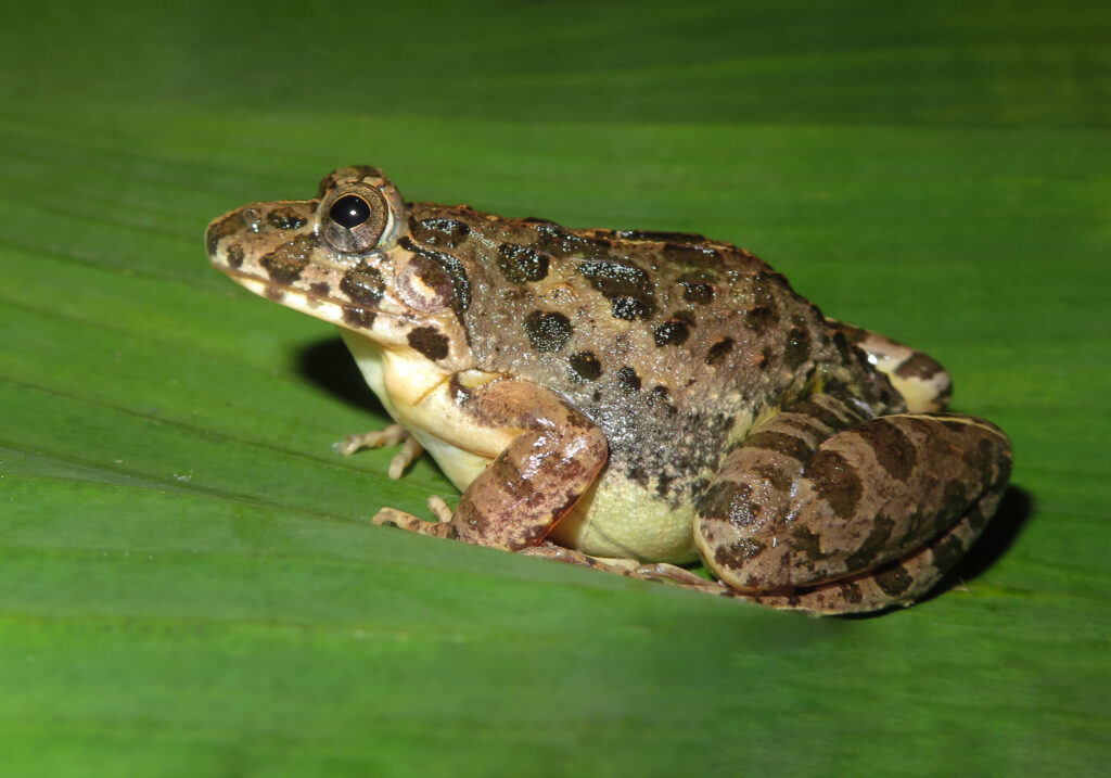 Genus Fejervarya