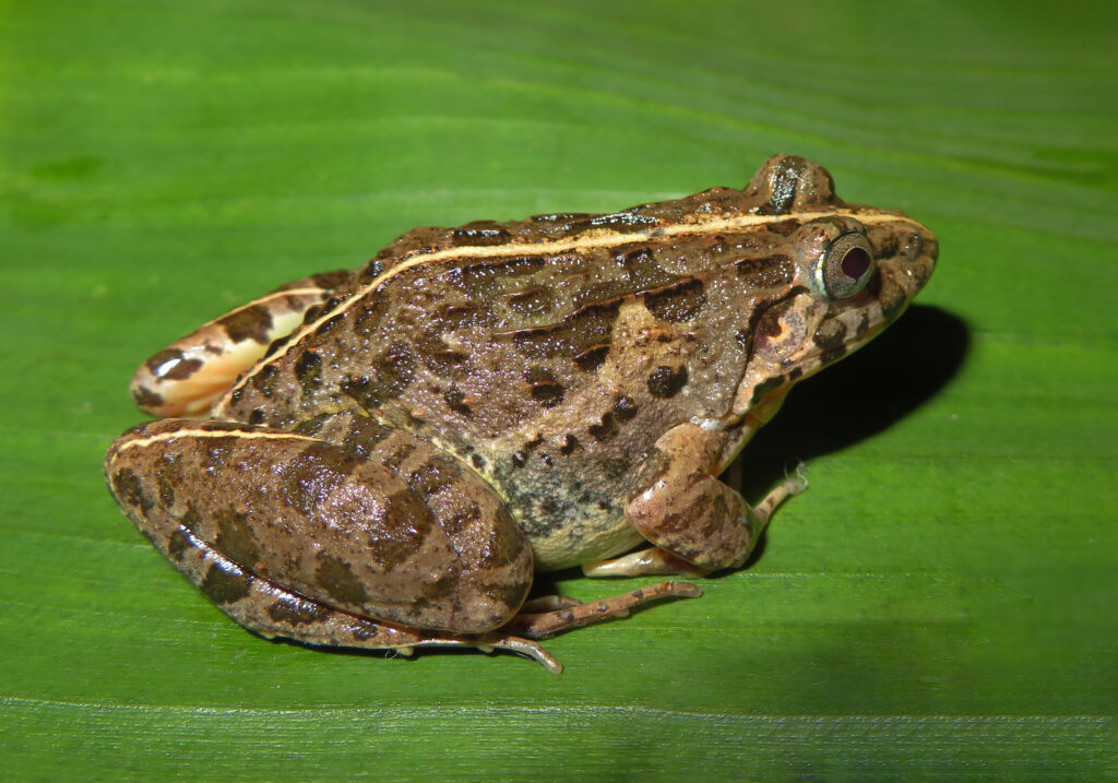 Genus Fejervarya