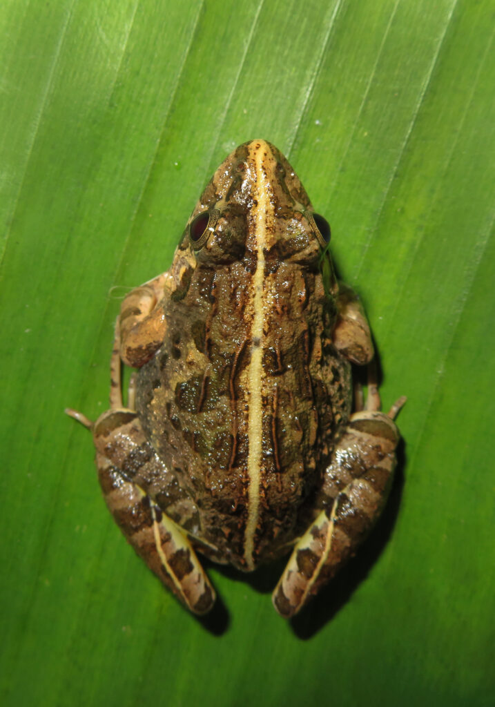 Genus Fejervarya