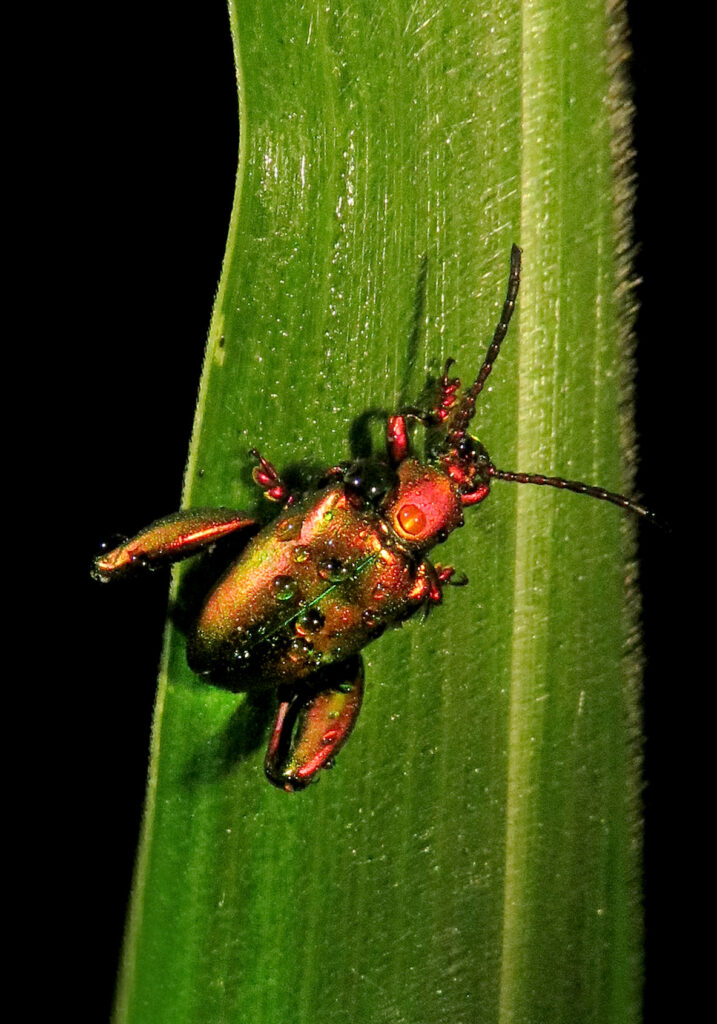 Frog-legged Leaf Beetle (Sagra femorata)