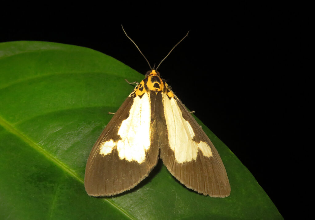Asota plana