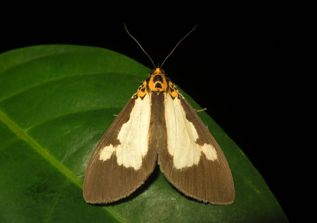 Asota plana
