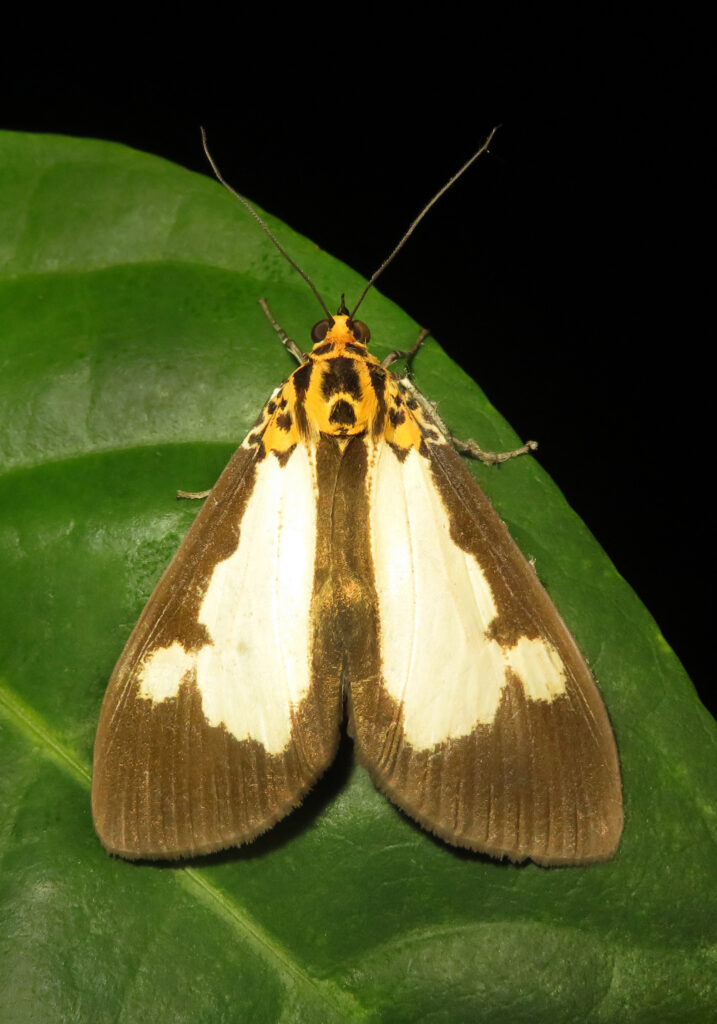 Asota plana