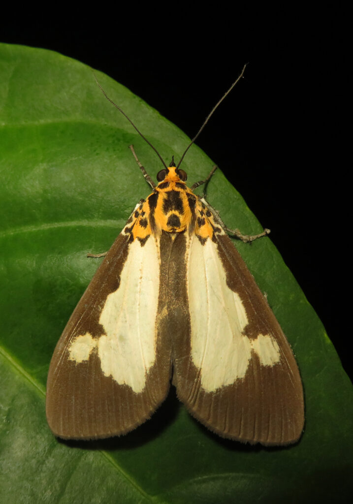 Asota plana
