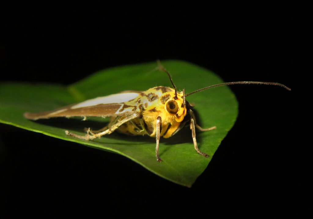 Asota plana