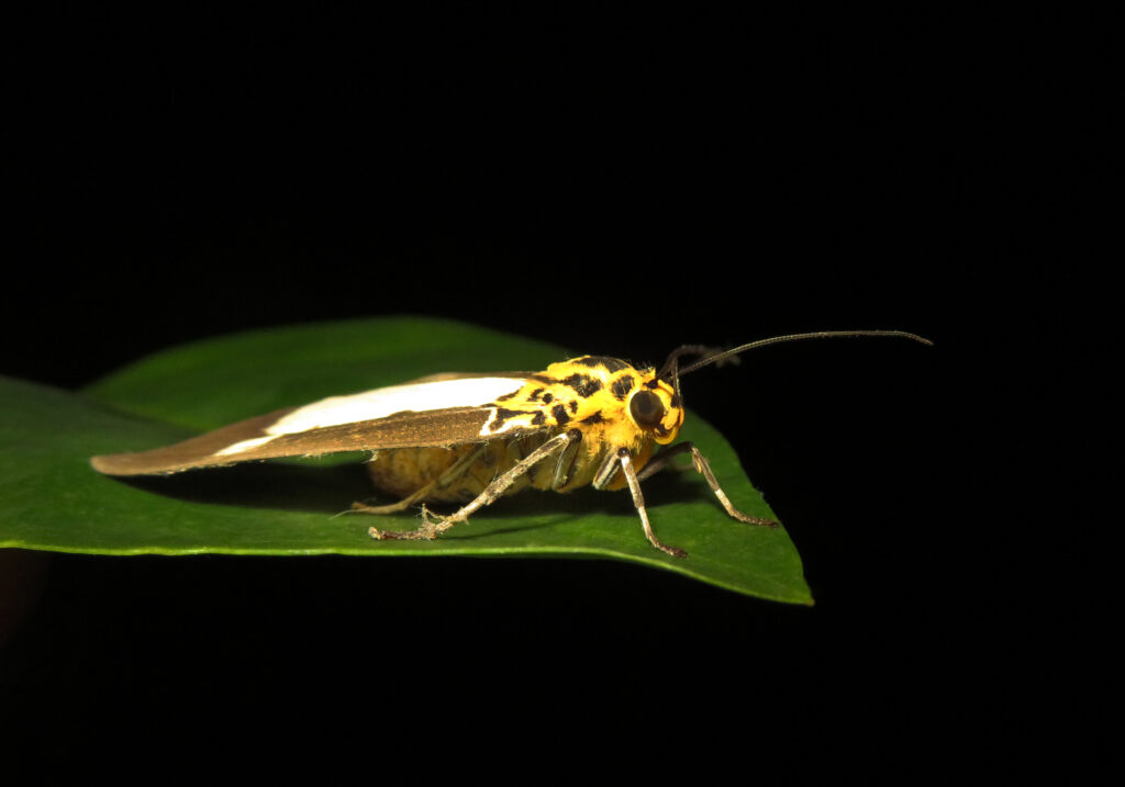 Asota plana
