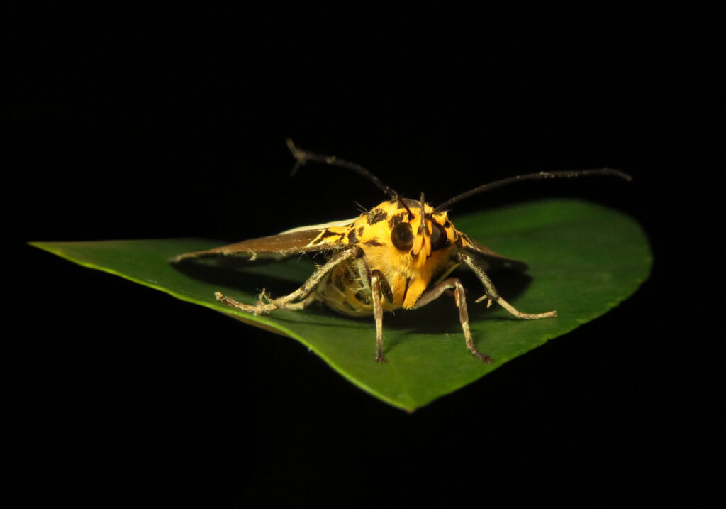 Asota plana
