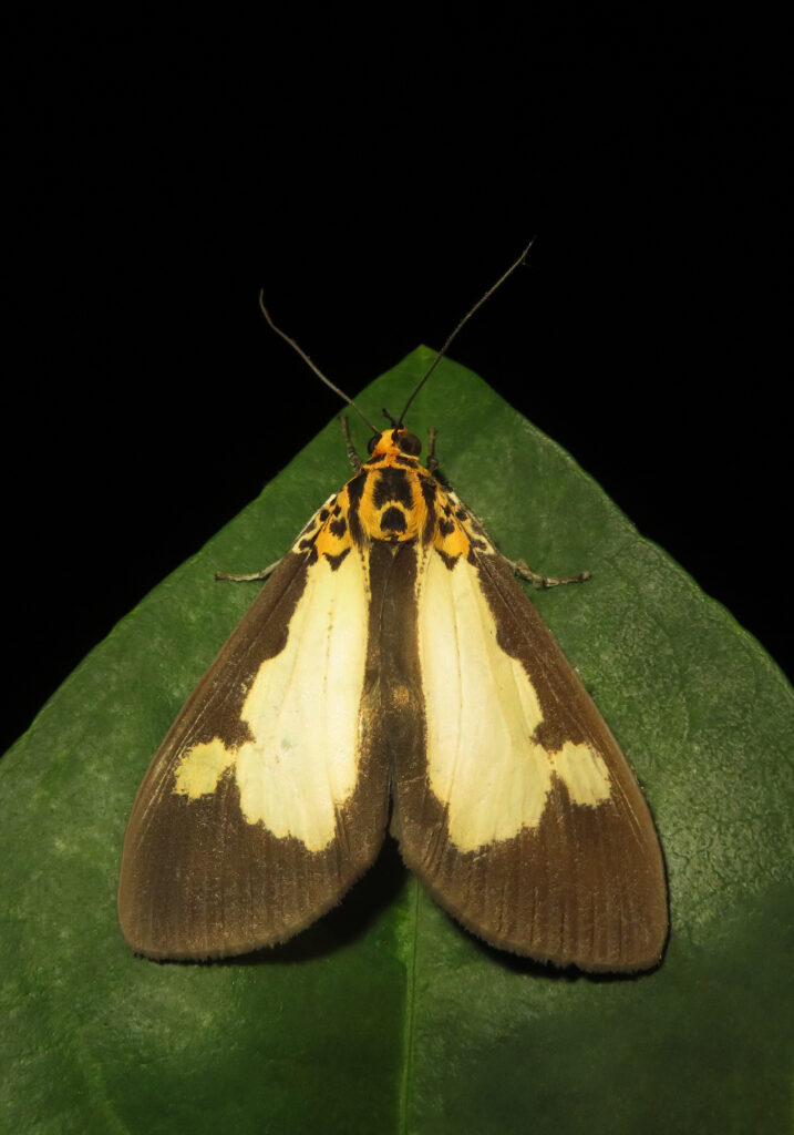Asota plana