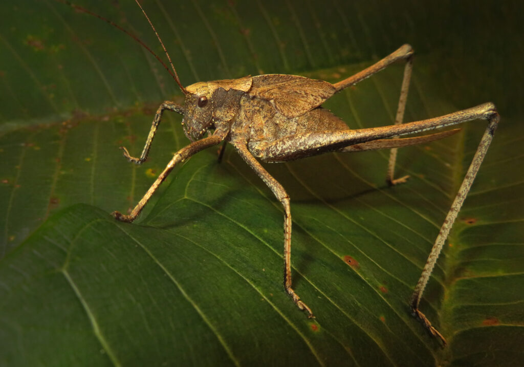 Katydids