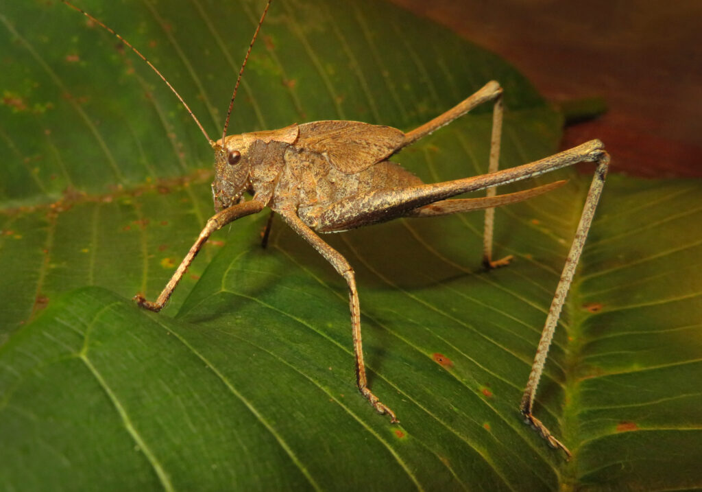 Katydids