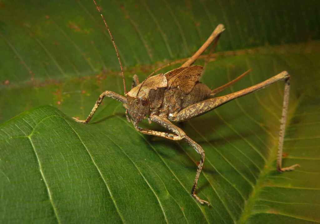 Katydids