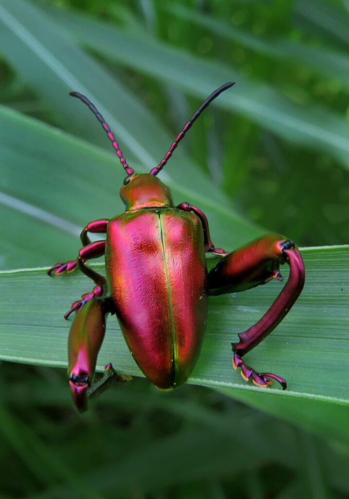 Frog-legged Leaf Beetle (Sagra femorata)