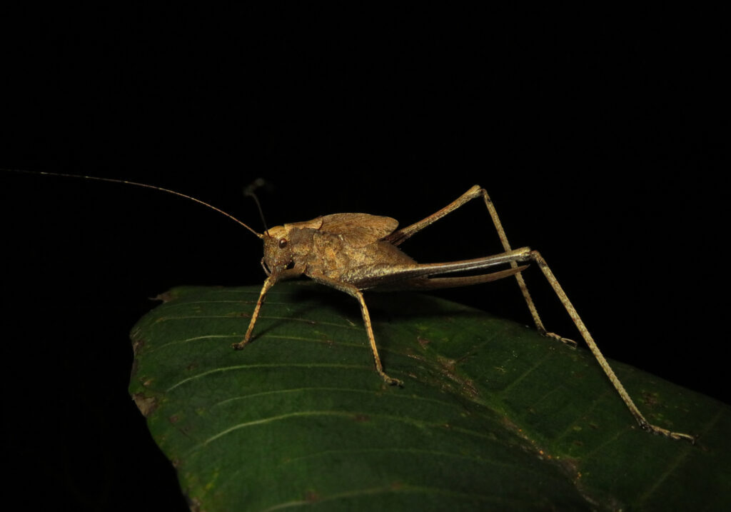 Katydids