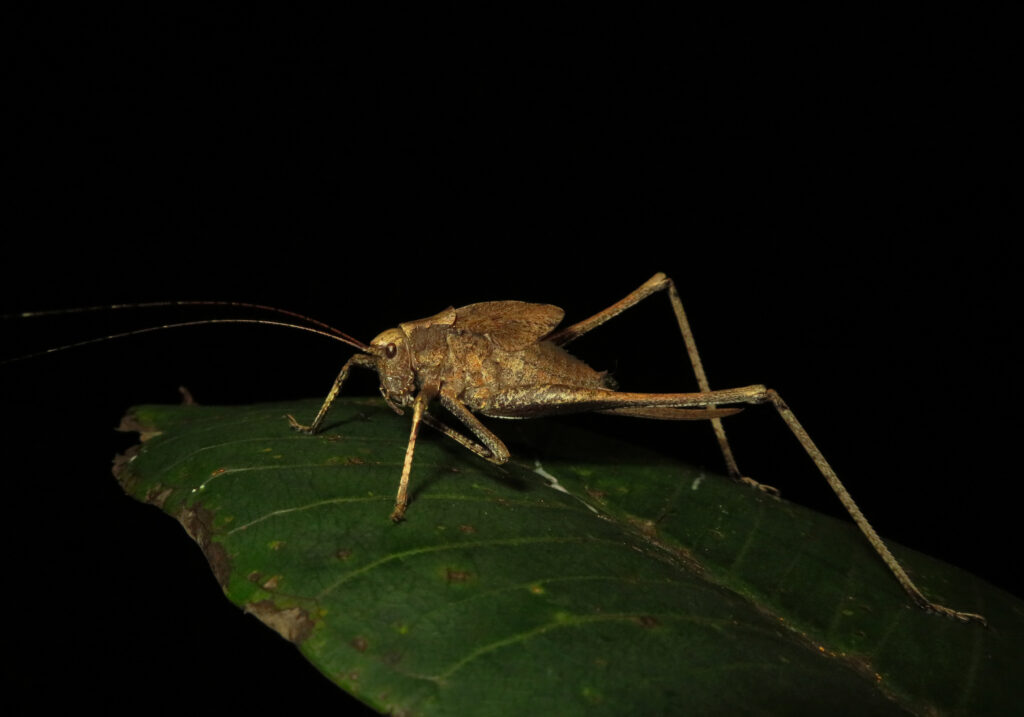 Katydids