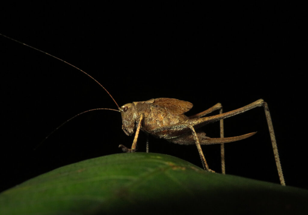 Katydids