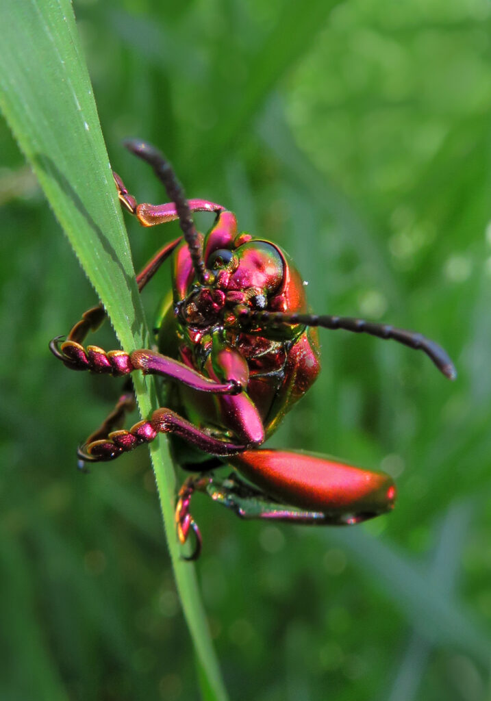 Frog-legged Leaf Beetle (Sagra femorata)