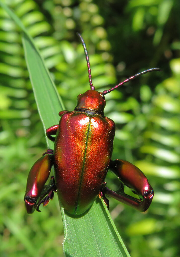 Frog-legged Leaf Beetle (Sagra femorata)